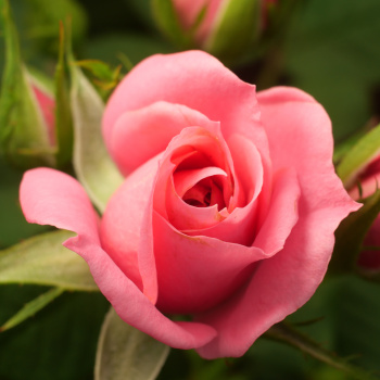 Rose en éclosion - Lecture d'âme à Falaise