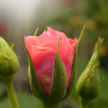 Bourgeon de rose - Médecine de la Rose à Caen