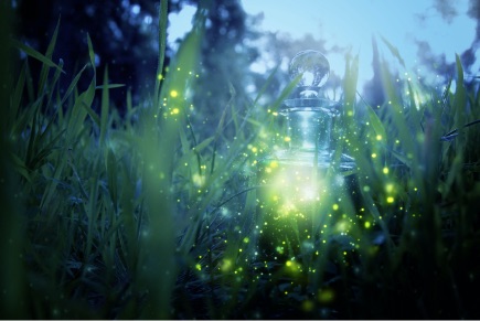 Image de lucioles sur une bouteilles